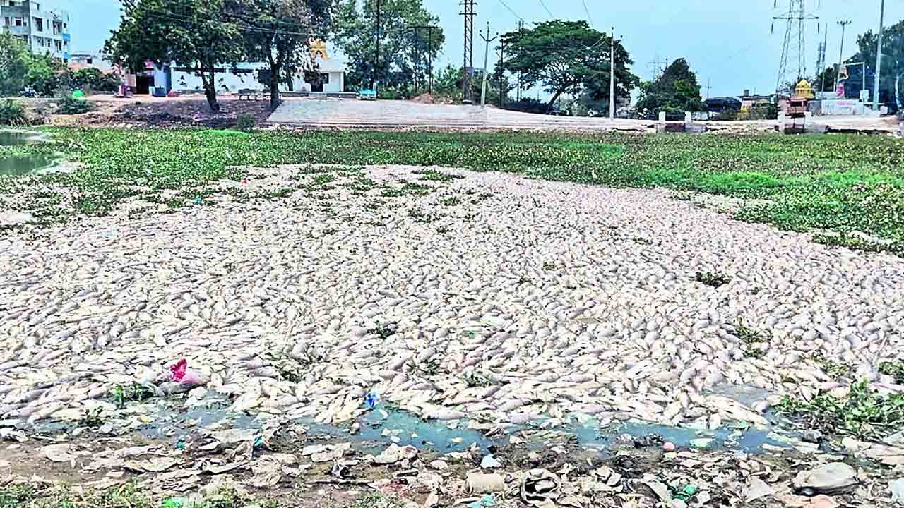 పది టన్నుల చేపలు మృతి?