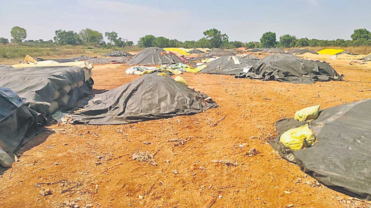 ఎక్కడి వడ్లు అక్కడే..