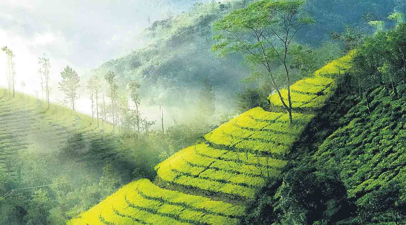 ప్రకృతి ఎస్టేట్‌