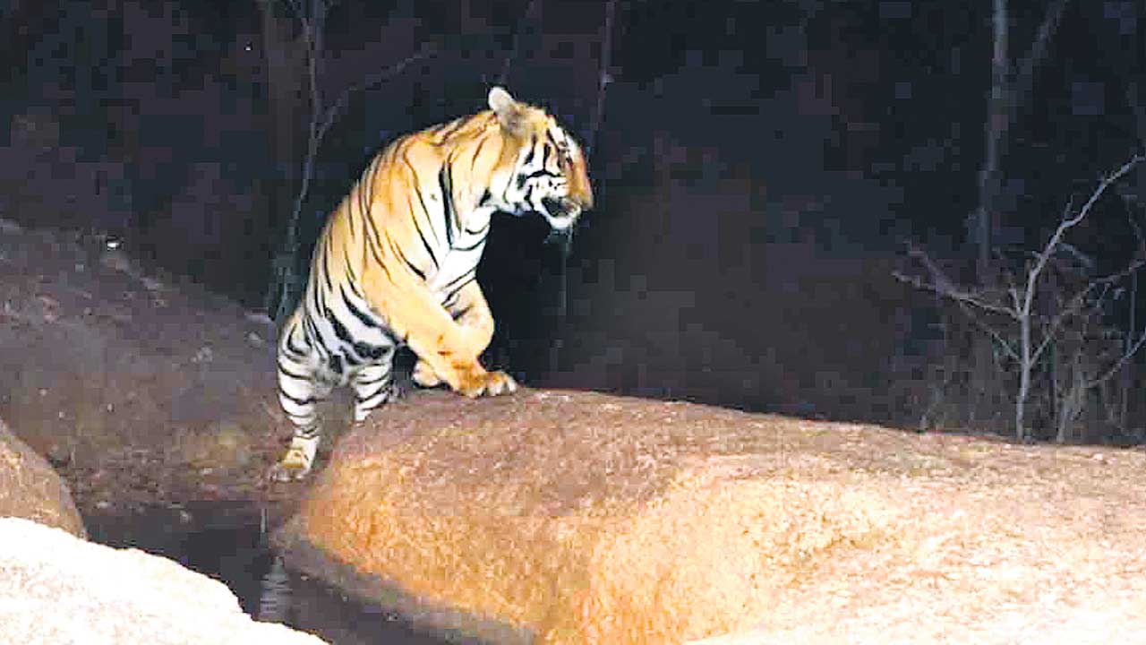 కనిపించని పెద్దపులి