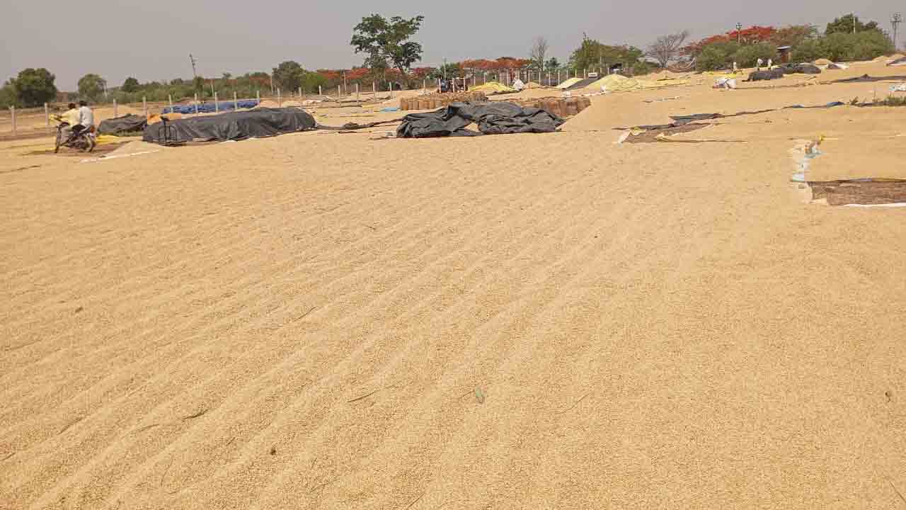 Paddy Grain1