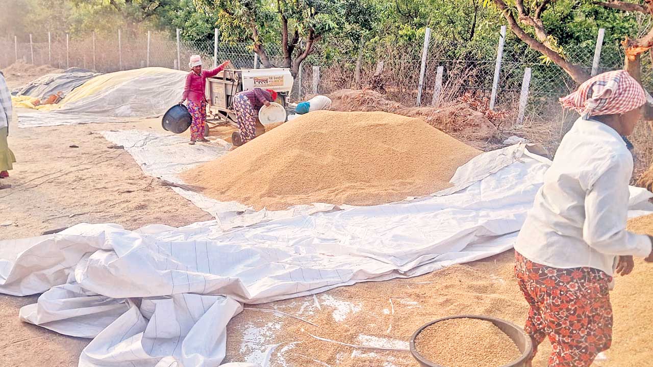కల్లాల్లోనే కర్షకుడు