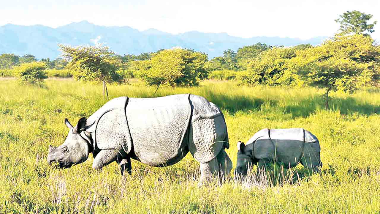 సక్సెస్‌ఫుల్‌ రైనో విజన్‌