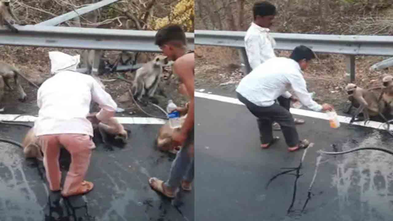 Watch: దాహంతో అల్లాడిన కోతి బస్సును ఆపింది.. ఆ తర్వాత ఏం జరిగిందంటే?
