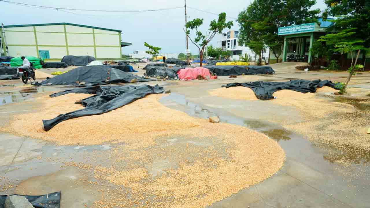 Unseasonal Rains | అకాల వర్షంతో రాష్ట్రవ్యాప్తంగా తడిసిన మొక్కజొన్న, వరి ధాన్యం.. వీడియోలు