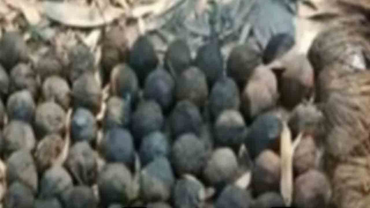 నిర్మల్‌ జిల్లాలో నాటుబాంబుల కలకలం