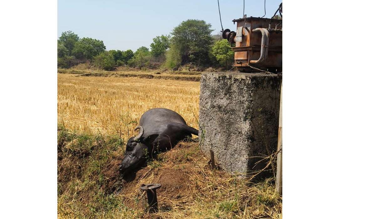 Dharmaram | ధర్మారంలో ట్రాన్స్‌ఫార్మర్‌ వద్ద విద్యుదాఘాతంతో గేదే మృతి