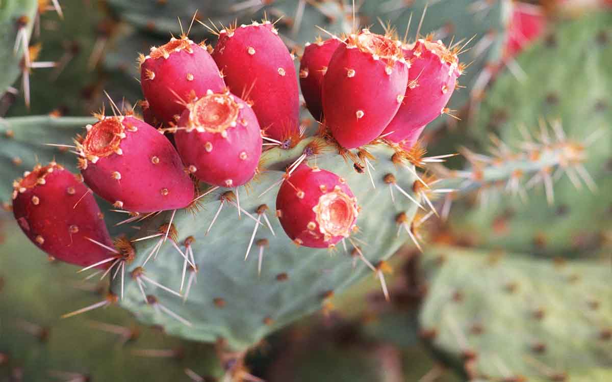 Cactus Fruit | కాక్ట‌స్ పండును తిన‌వ‌చ్చు, సుర‌క్షిత‌మే.. దీన్ని క‌ట్ చేయ‌డంలో జాగ్ర‌త్త‌లు పాటించాలి..