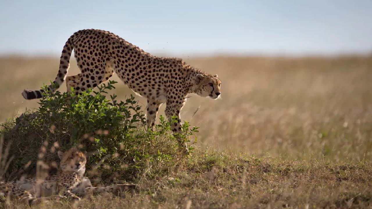 cheetah cubs | కూనో నేషనల్ పార్క్‌లో నాలుగు చీతా కూనల మృతి.. వేరే జంతువు దాడి చేసిందా..?