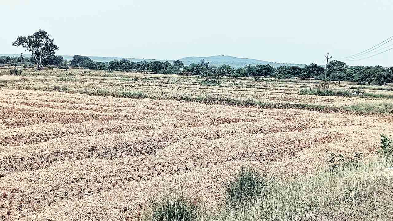 Crops