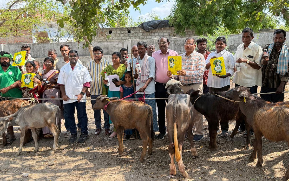 ముమ్మరంగా పశు వైద్య శిబిరాలు.. మేలుజాతి దూడల ప్రదర్శన