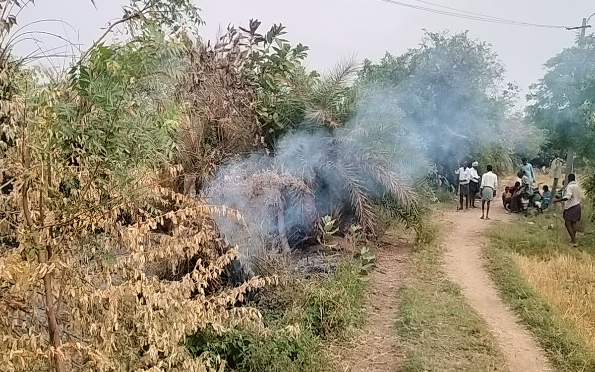 పంచాయతీ కార్యదర్శి నిర్లక్ష్యం.. దమ్మైగూడెంలో కాలిపోయిన ఈత చెట్లు