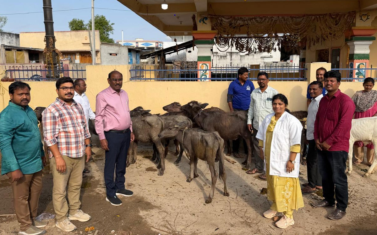 ముమ్మరంగా పశు వైద్య శిబిరాలు.. మేలుజాతి దూడల ప్రదర్శన