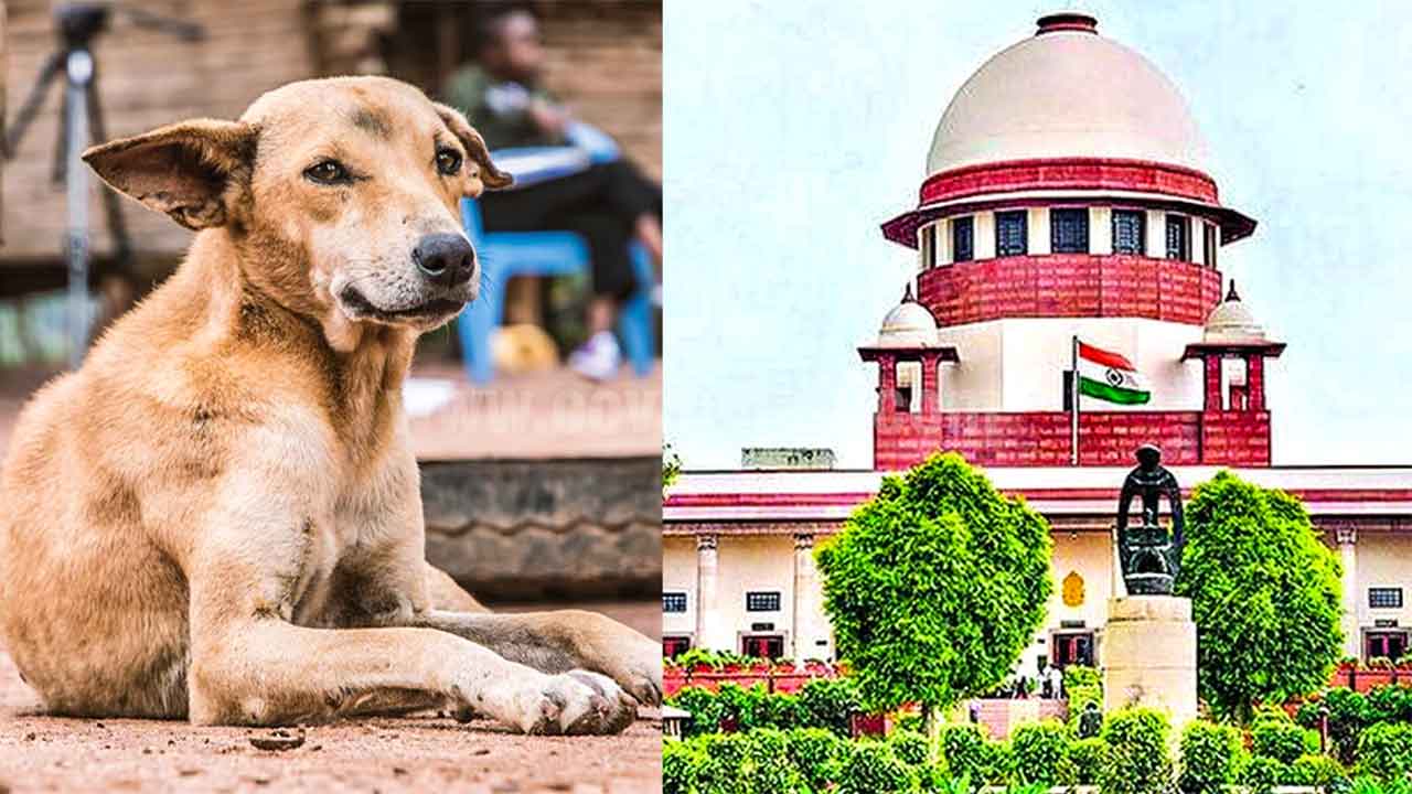 వీధి కుక్కలపై సంచలన తీర్పు