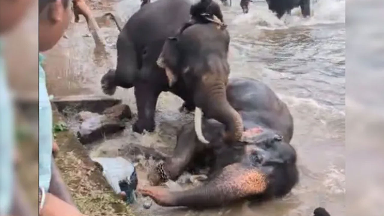 Elephants Fighting: రెండు ఏనుగుల మ‌ధ్య ఫైటింగ్‌.. ఓ ఏనుగు కింద ప‌డి మ‌హిళ మృతి.. వీడియో