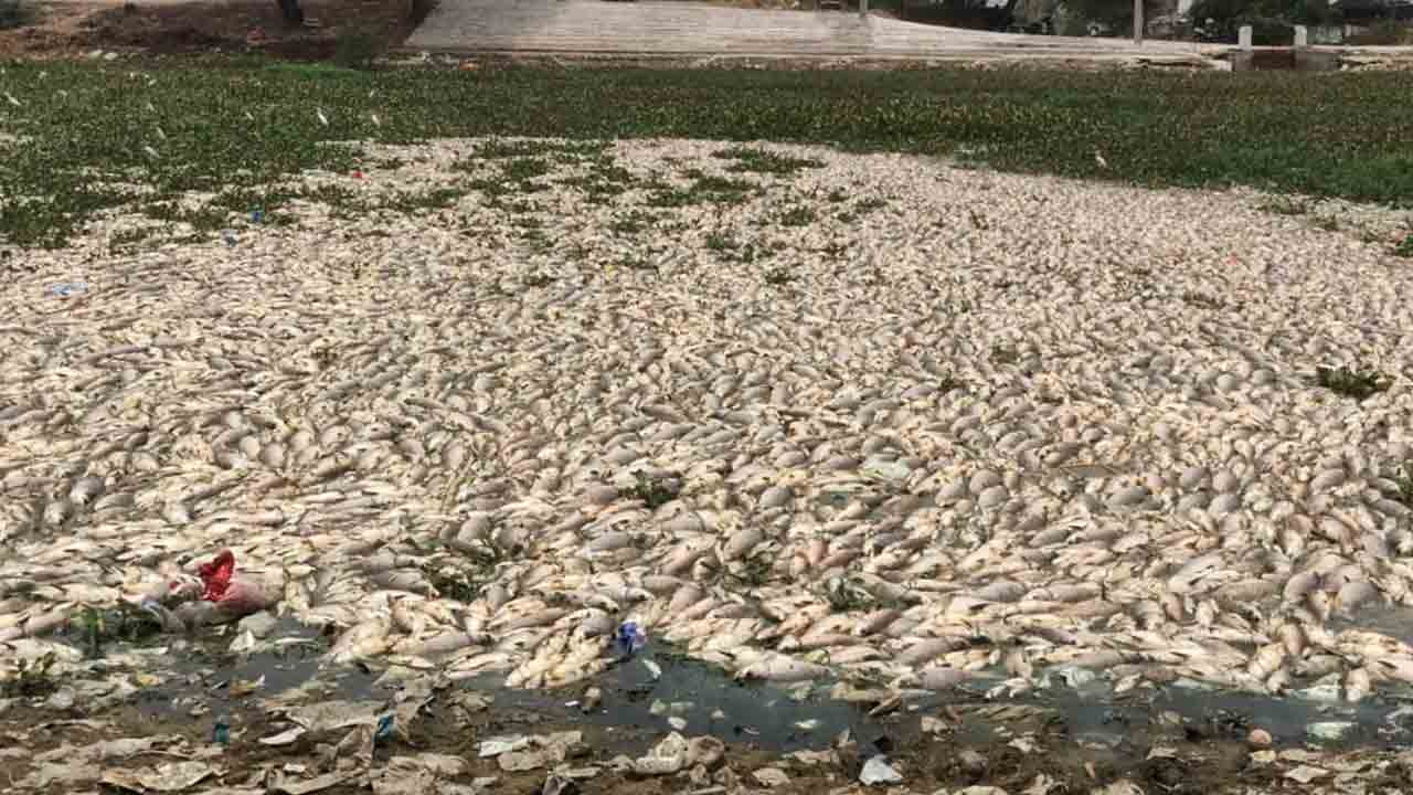 Warangal | అధికారుల నిర్లక్ష్యంతో వడ్డేపల్లి చెరువులో భారీగా చేపలు మృతి ?