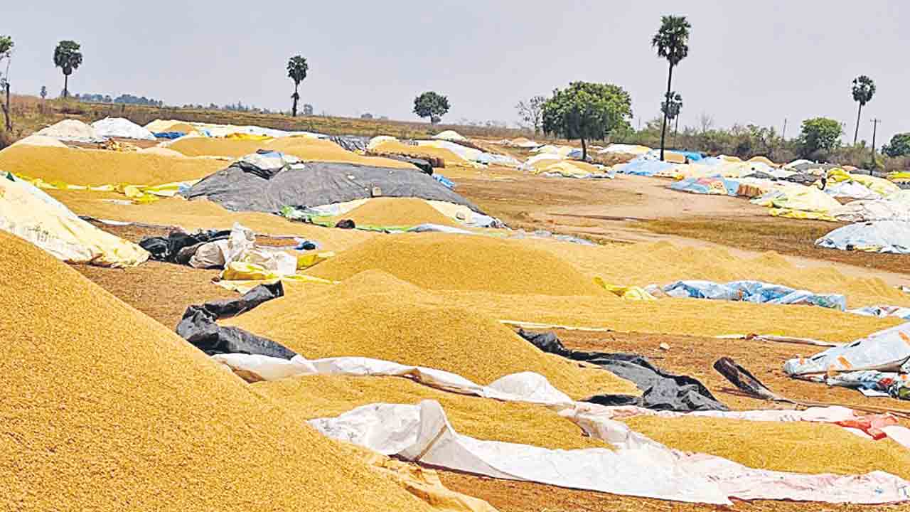 కుప్పతెప్పలుగా పేరుకుపోయిన ధాన్యం
