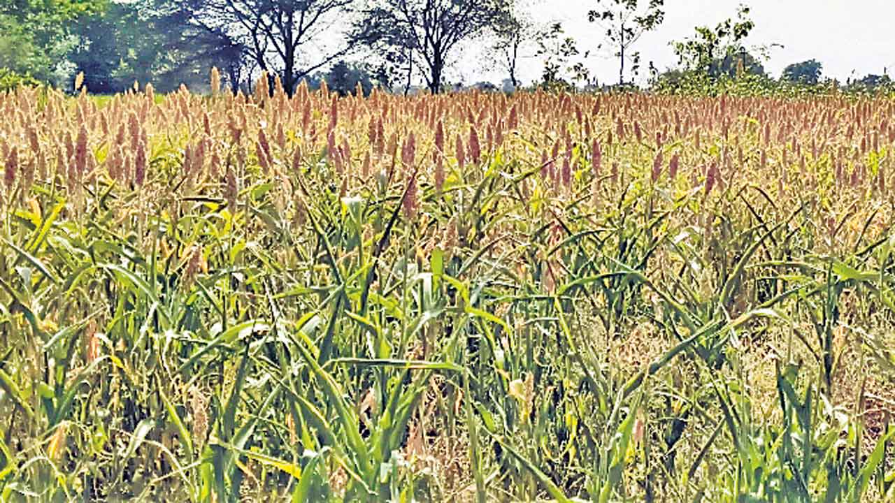 జొన్నరైతుల ఎదురుచూపు