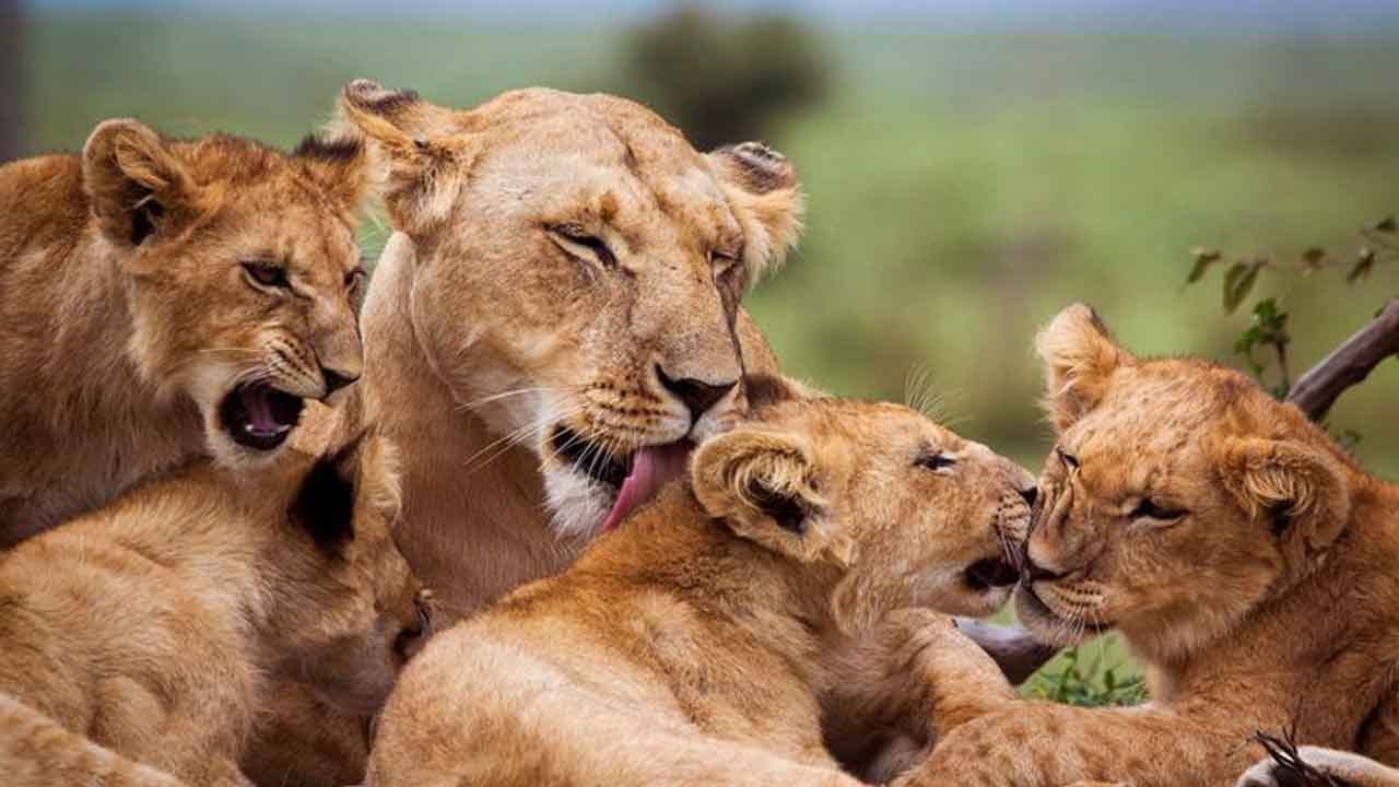 Lion Cubs: 8 సింహం కూన‌లు మృతి.. బేబిసియా వ్యాధి సోకిన‌ట్లు అనుమానం