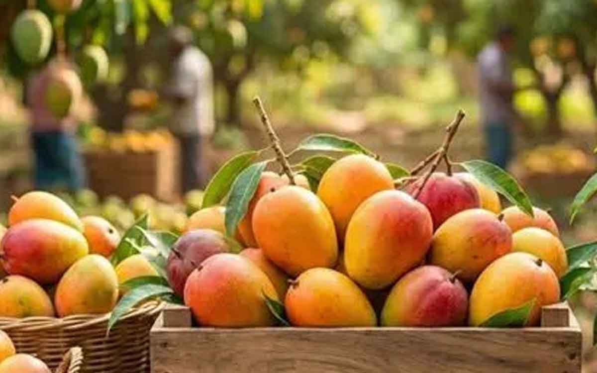 Mango | రోజూ మామిడి పండును తింటే శ‌రీరంలో ఎలాంటి మార్పులు చోటు చేసుకుంటాయి..?