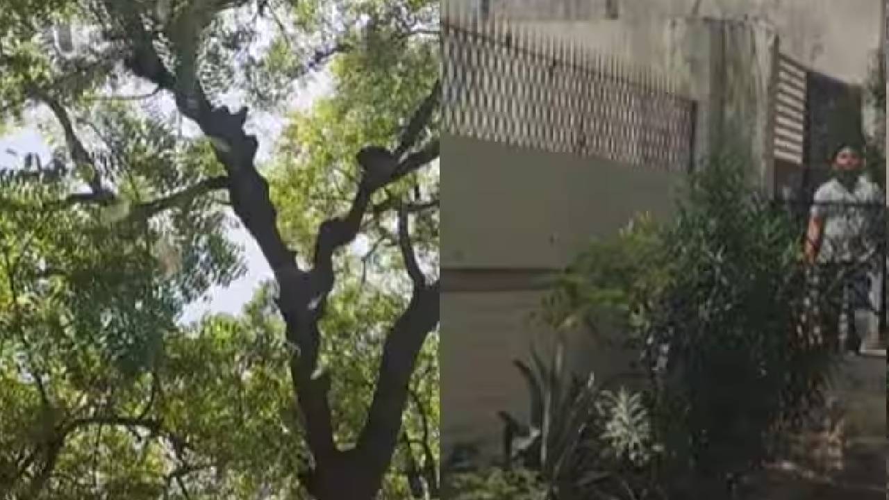 Viral Video | చెట్టుపై నుంచి రూ.2 లక్షల నోట్లు కురిపించిన కోతి.. అసలు ఎలా జరిగిందంటే