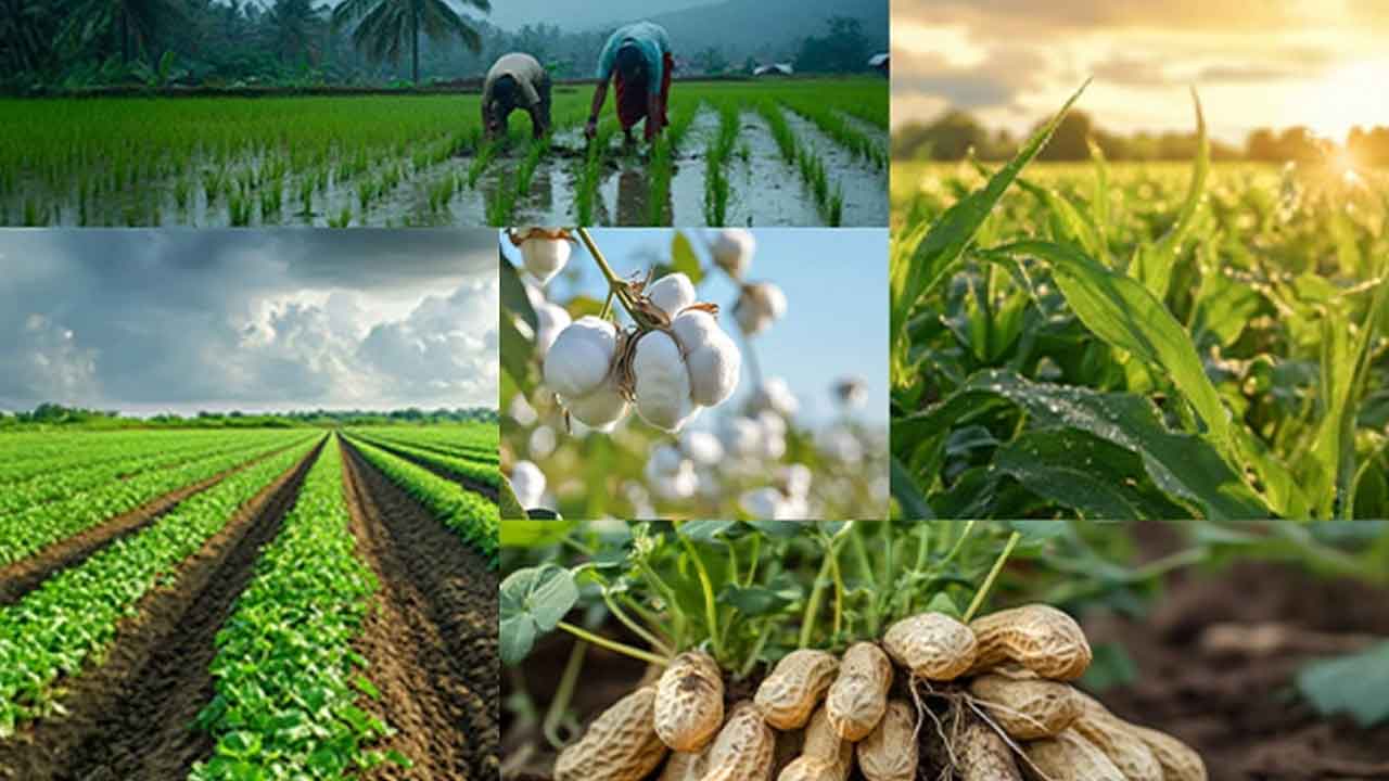 వానకాలం పంటల ప్రణాళికను ప్రకటించండి