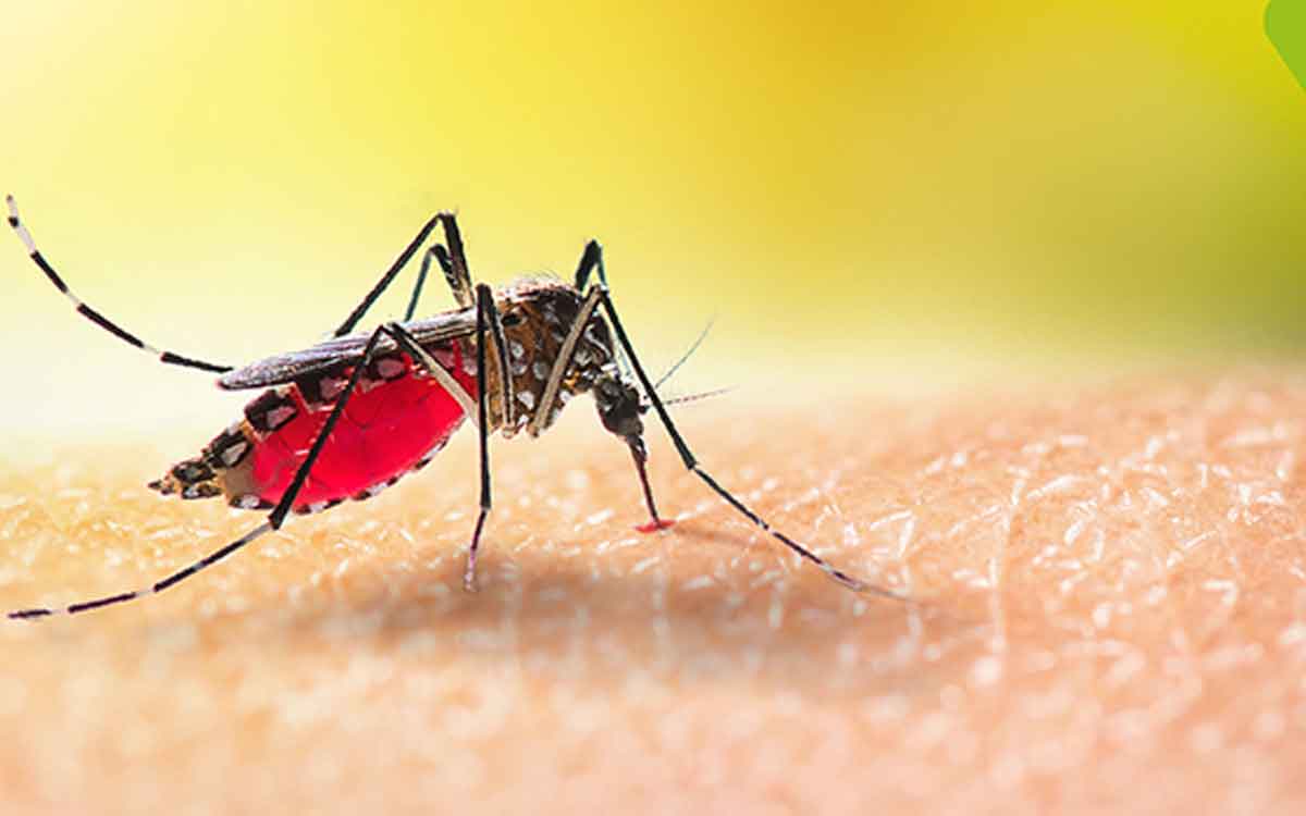 Cerebral Malaria | సెరిబ్ర‌ల్ మ‌లేరియా అంటే ఏమిటి.. ఎలాంటి దుష్ప్ర‌భావాలు ఎదుర‌వుతాయి.. ఏం చేయాలి..