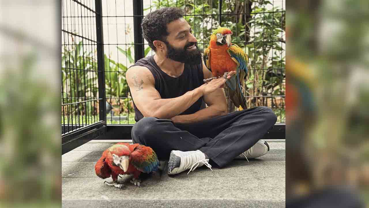 Jr NTR | పుట్టినరోజున కొత్త స్నేహితులను పరిచయం చేసిన ఎన్టీఆర్.. ఆ పేర్ల వెనుక ఉన్న అర్థం ఇదే!