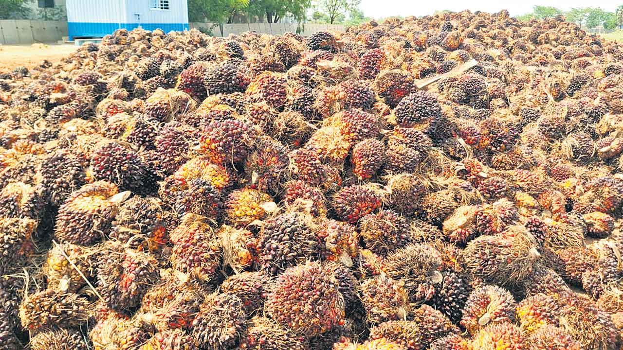 ఆయిల్‌పాం గెలల సేకరణ