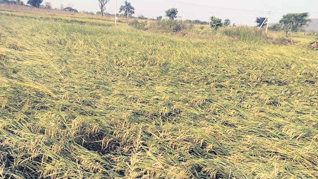 అకాల వర్షం.. రైతన్నలకు నష్టం