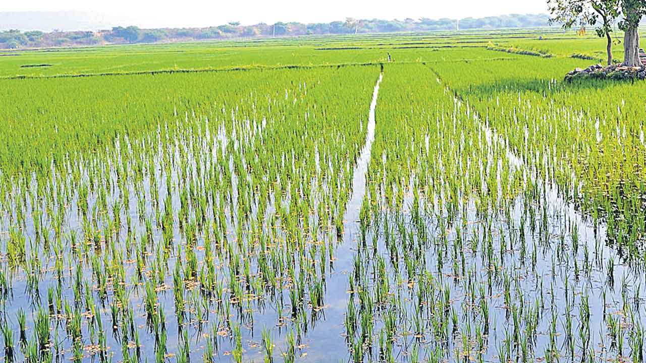 భూమి రైతుది.. పంట సర్కార్‌ది!