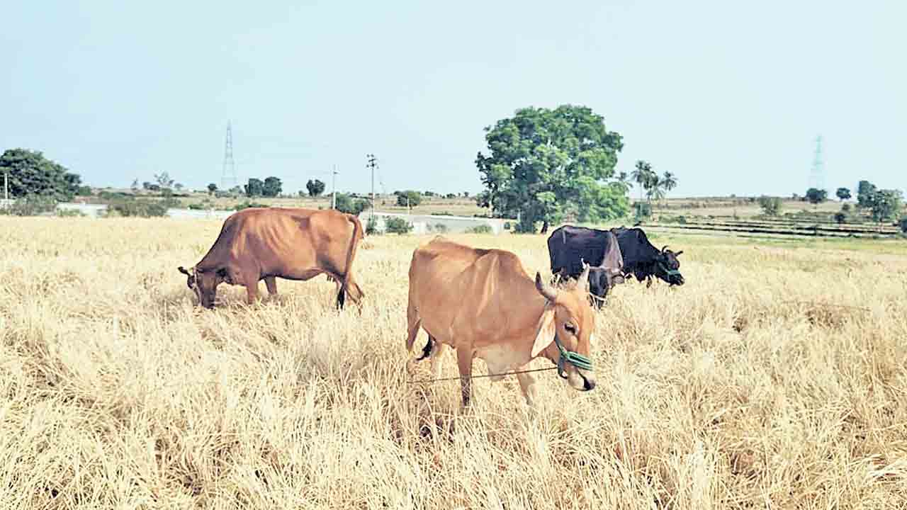పశువులకు మేతగా.. ఎండిన వరి పంట
