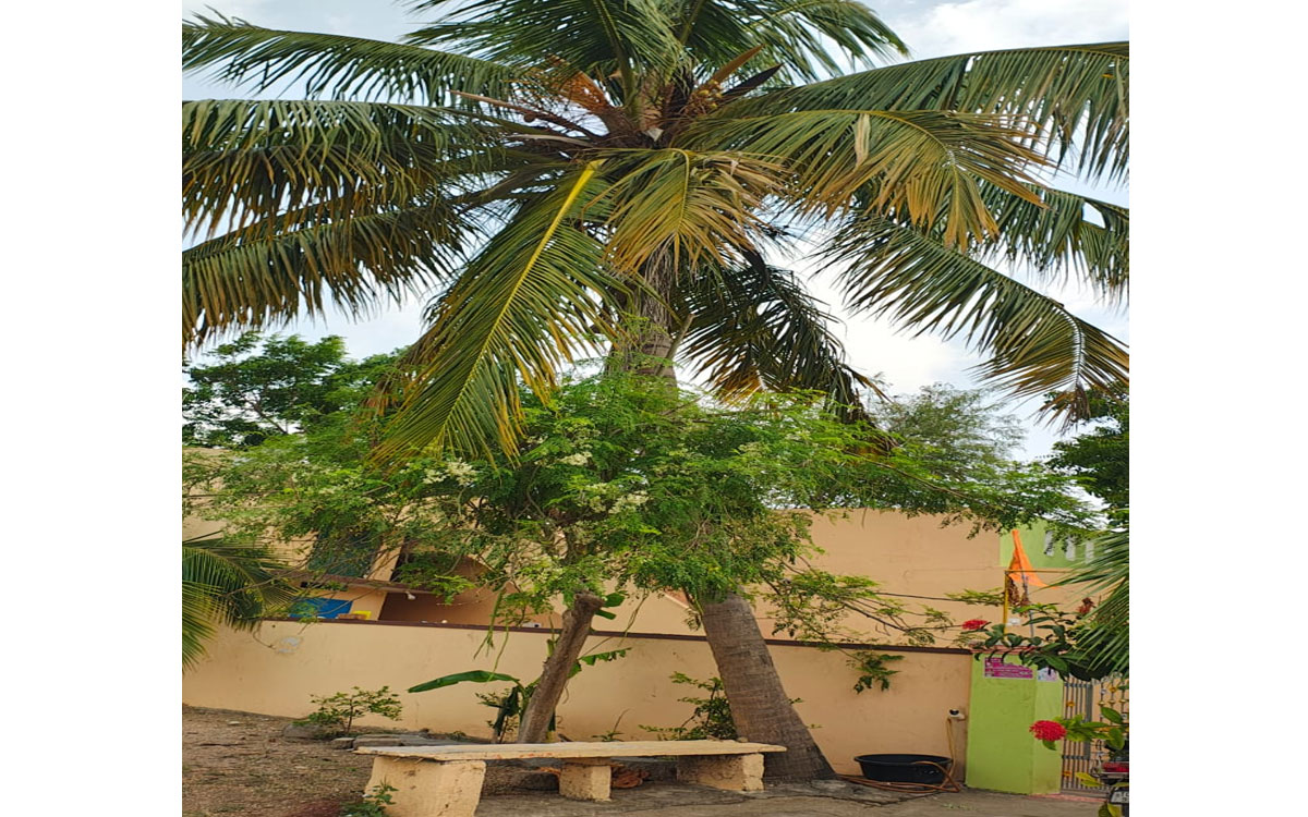 ‘హరితహారం’ విజయం : ​మొక్క నాటితే.. రాశులై పండింది