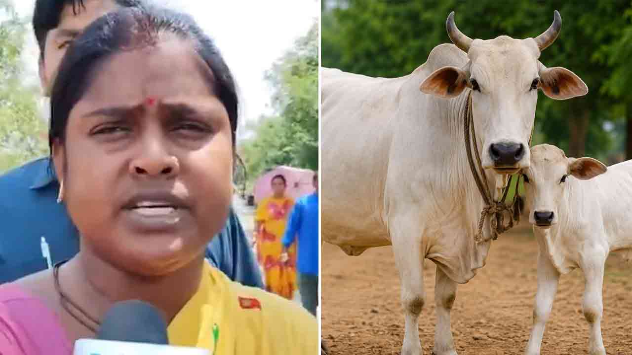 Cow Birth Certificate | ఆవుల బర్త్‌ సర్టిఫికెట్లు చూపండి.. బీజేపీ ఎమ్మెల్యే వింత వాదన