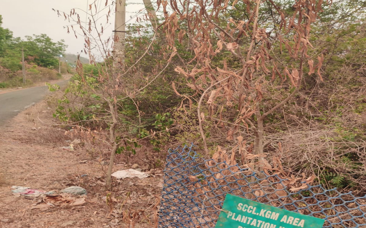 మొక్క‌ల ప‌రిర‌క్ష‌ణ మ‌రిచిన సింగ‌రేణి