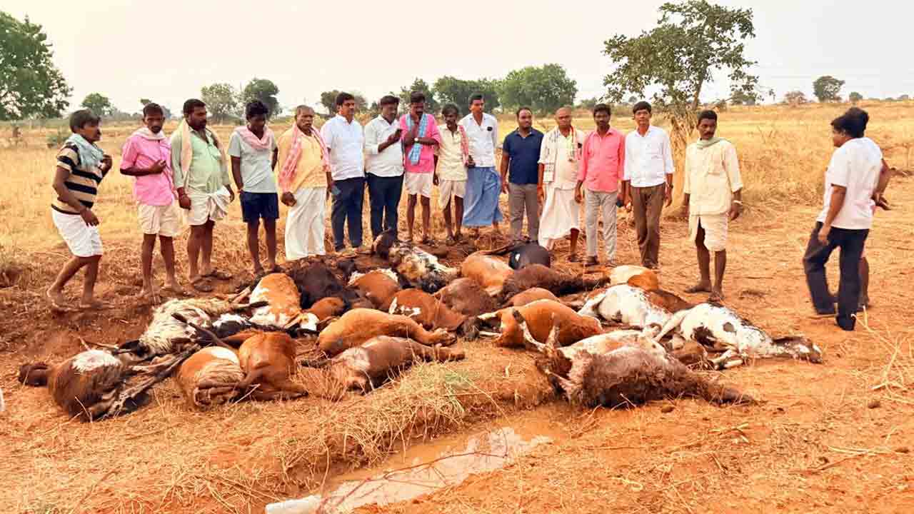 Thunderbolt | పిడుగుపాటుకు 30 గొర్రెలు మృతి..!