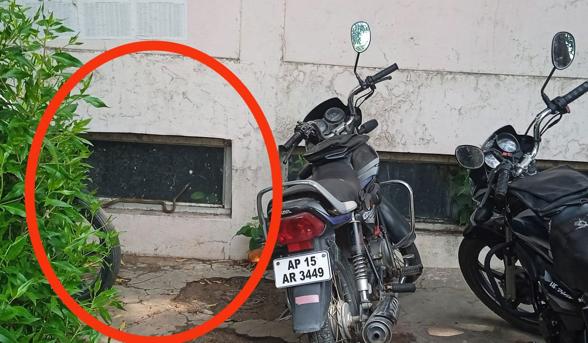 Godavarikhani | రామగుండం బల్దియాలో పాముల భయం.. కార్యాలయం సిబ్బందికి పొంచి ఉన్న ముప్పు