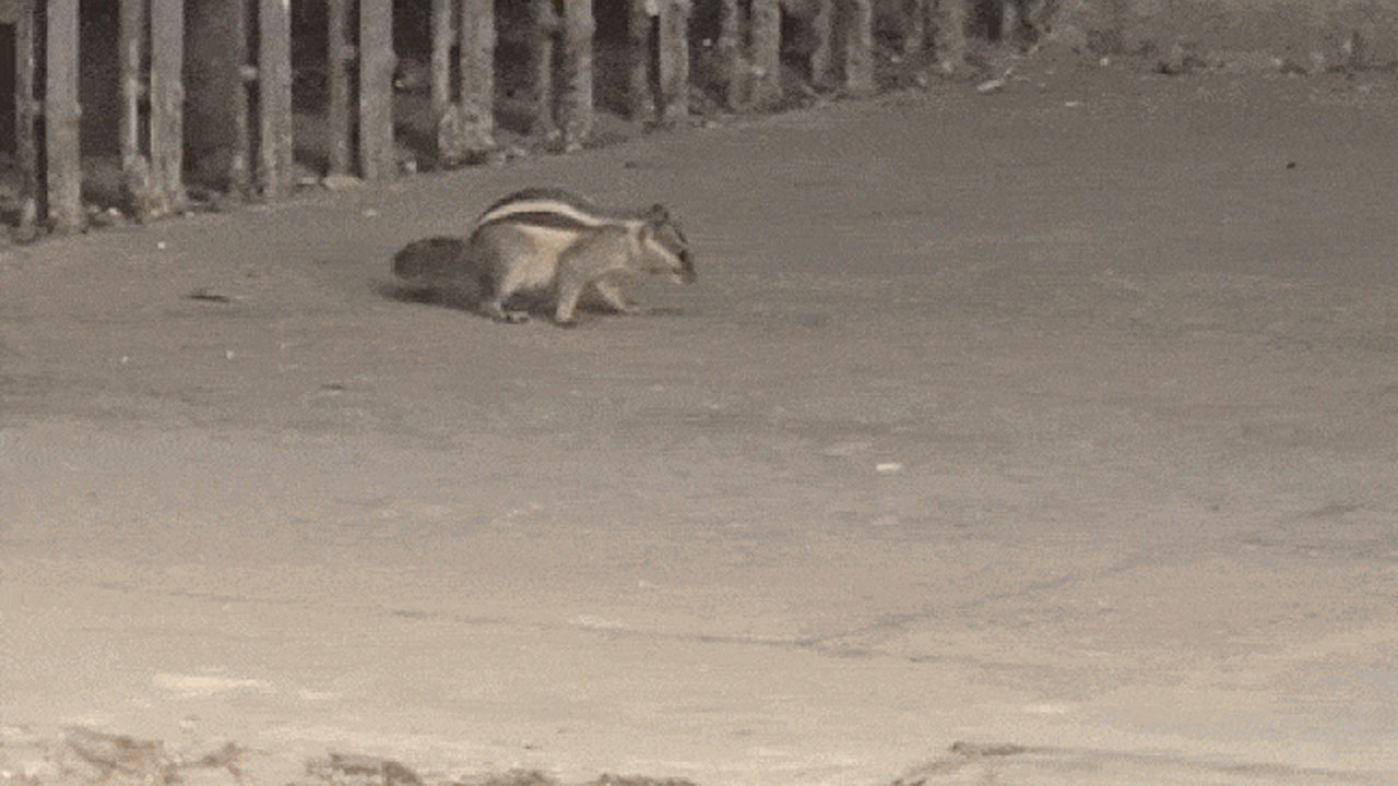 Squirrel Attack: యూనివ‌ర్సిటీలో ఉడుత బీభ‌త్సం.. 6 వారాల్లో 20 మందిని క‌రిచింది