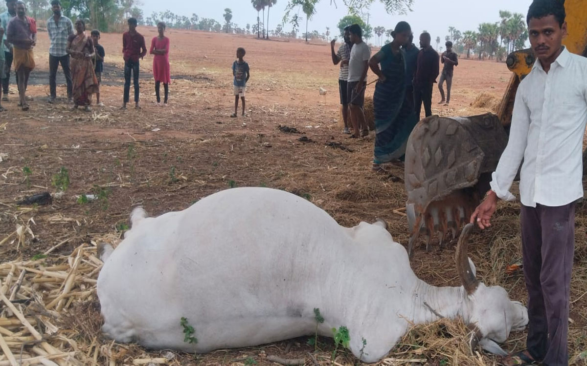 తాస్కానీగూడెంలో పిడుగుపాటుకు ఎద్దు మృతి