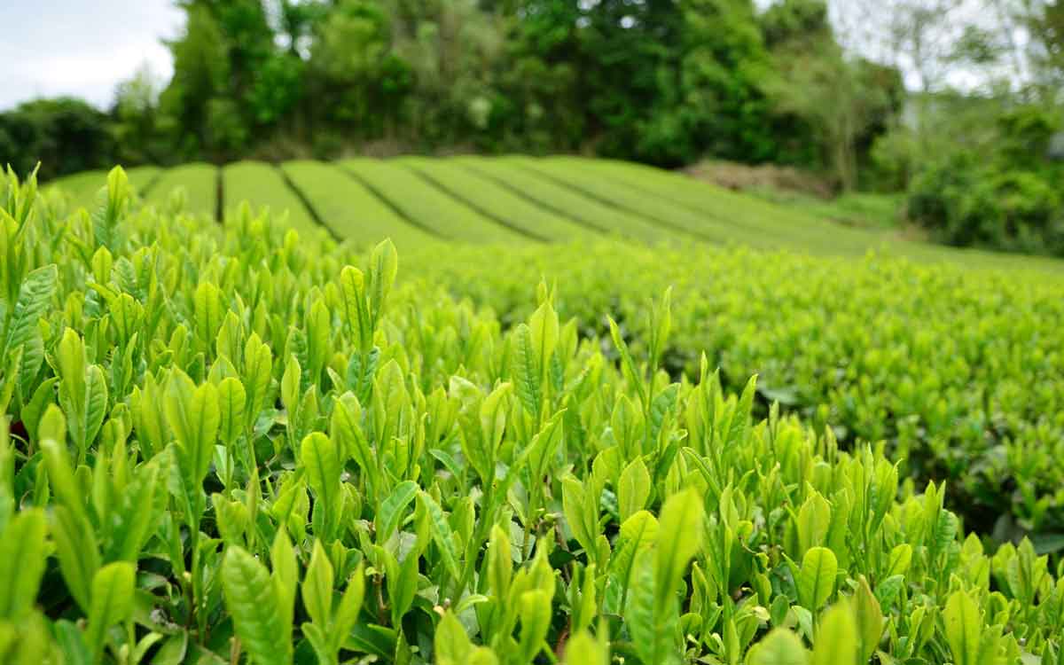 Tea | ప్ర‌పంచ‌వ్యాప్తంగా ఎంతో మంది ఇష్ట‌ప‌డే పానీయం టీ.. అస‌లు ఎక్క‌డ ఎవ‌రు త‌యారు చేశారు..