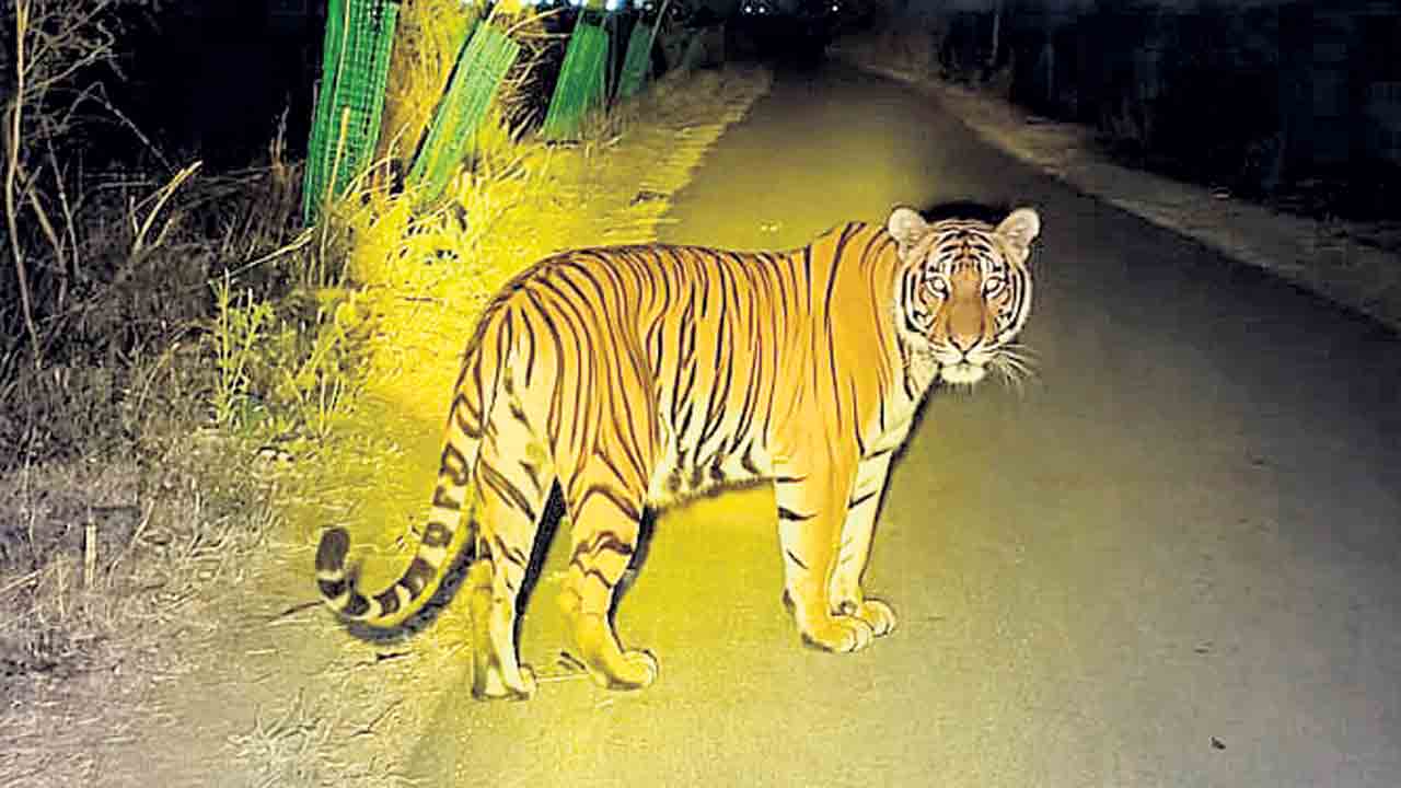 పెద్దపులి సంచారం