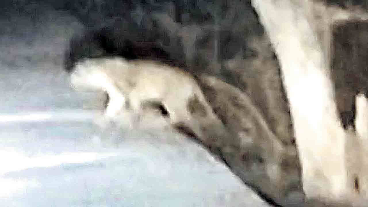 పులి సంచారం