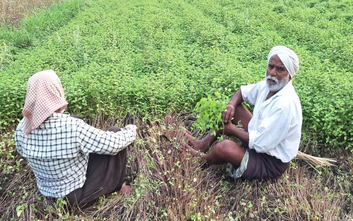 ​సాగులో ‘పుదీనా’ పరిమళం.. అరెకరంతోనే ఆర్థిక భరోసా