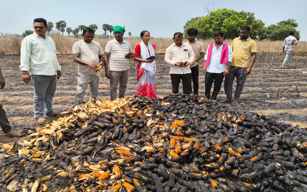 ‘నష్టపోయిన మ‌క్క‌ రైతులను ప్రభుత్వం ఆదుకోవాలి’