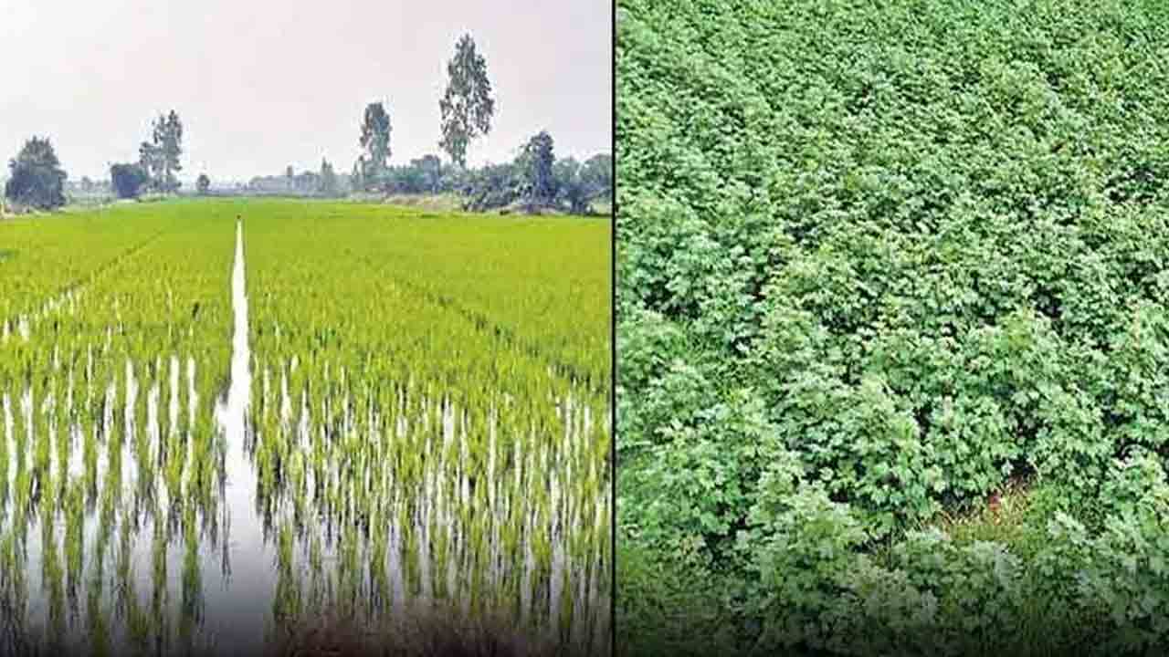 వరి, పత్తి సాగు వద్దు… ఈ రెండింటి సాగు ఆర్థికంగా, పర్యావరణపరంగా మంచిది కాదు