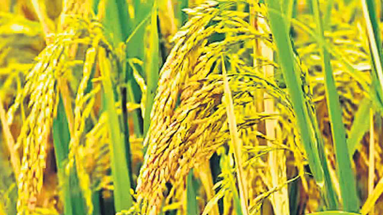 సన్నాల బోనస్‌కు ఎసరు.. బోనస్‌ వర్తించే సన్న ధాన్యం జాబితాను 37 నుంచి 8 రకాలకు కుదించిన సర్కార్‌