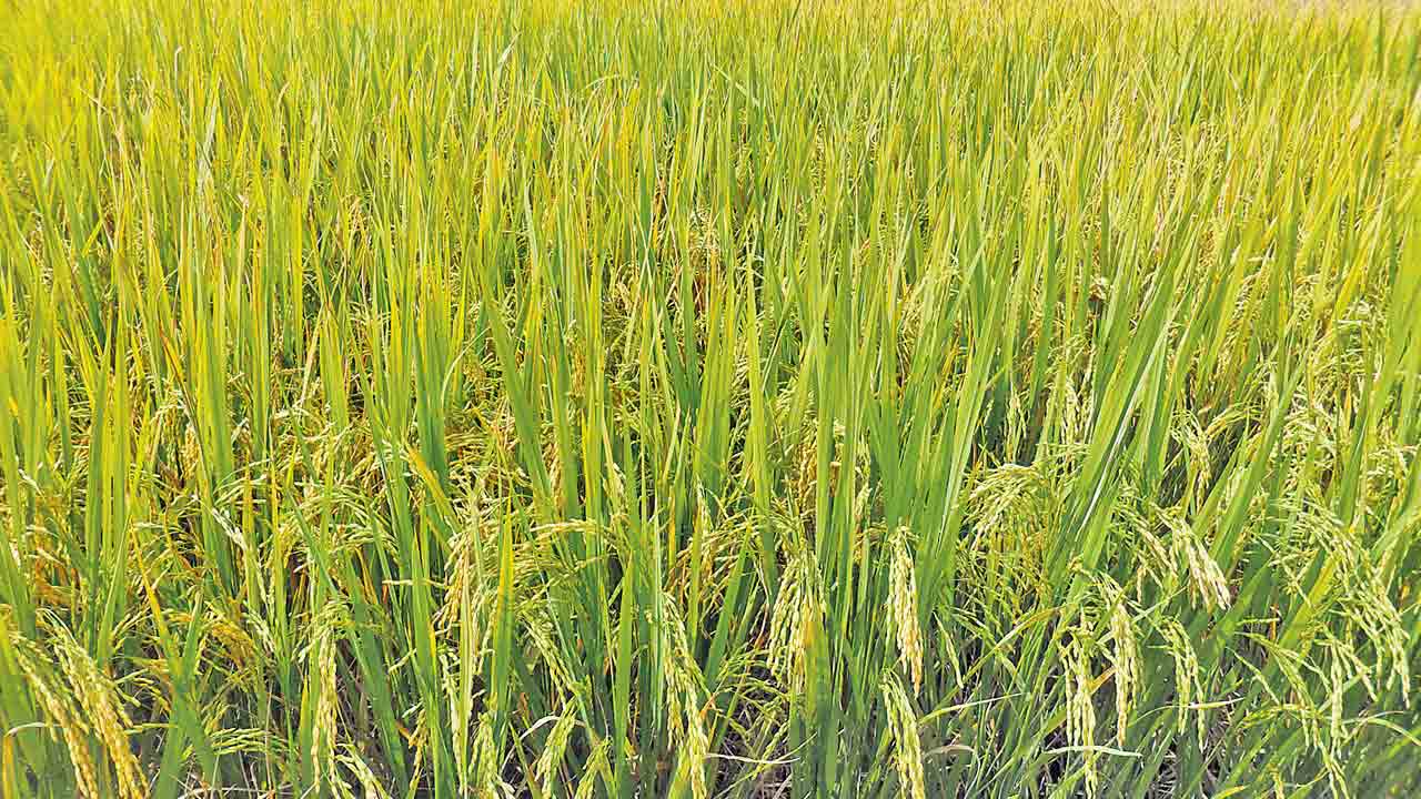 బోనస్‌పై కాంగ్రెస్‌ బోగస్‌ లెక్క