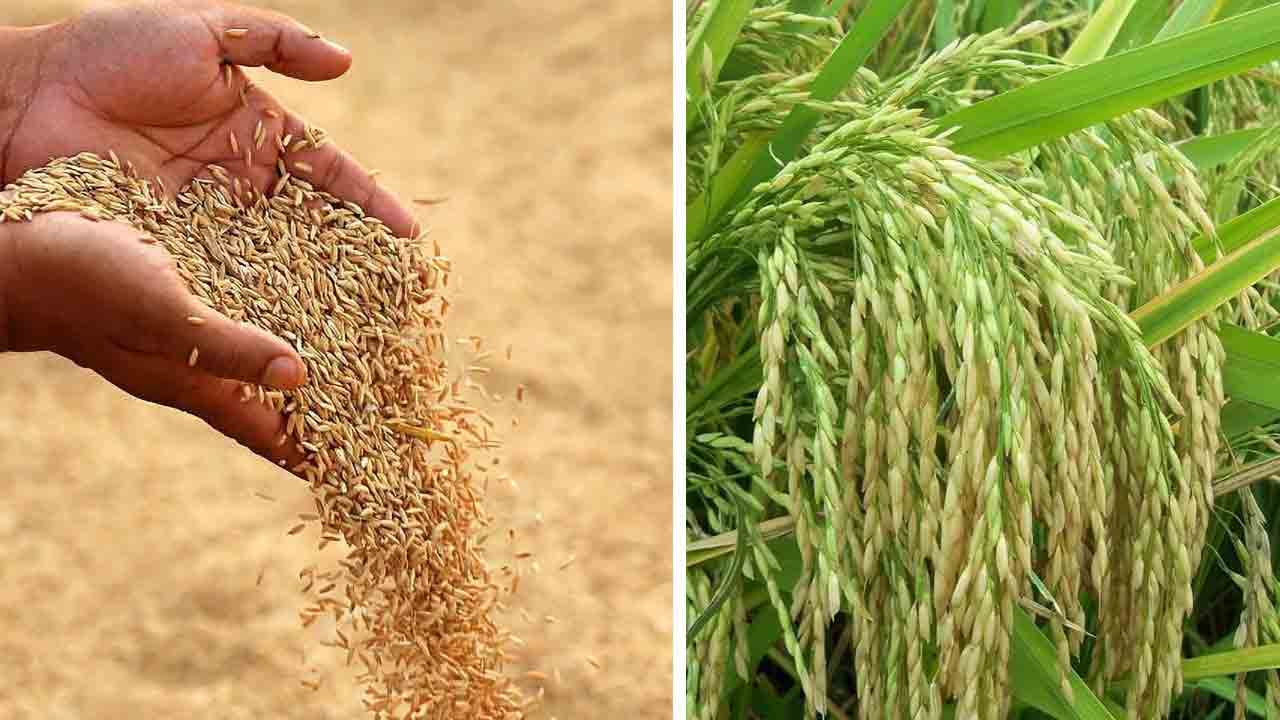 7 రకాలకే బోనన్‌… గతంలో 33 రకాల సన్నవడ్లకు రూ.500 బోనస్‌