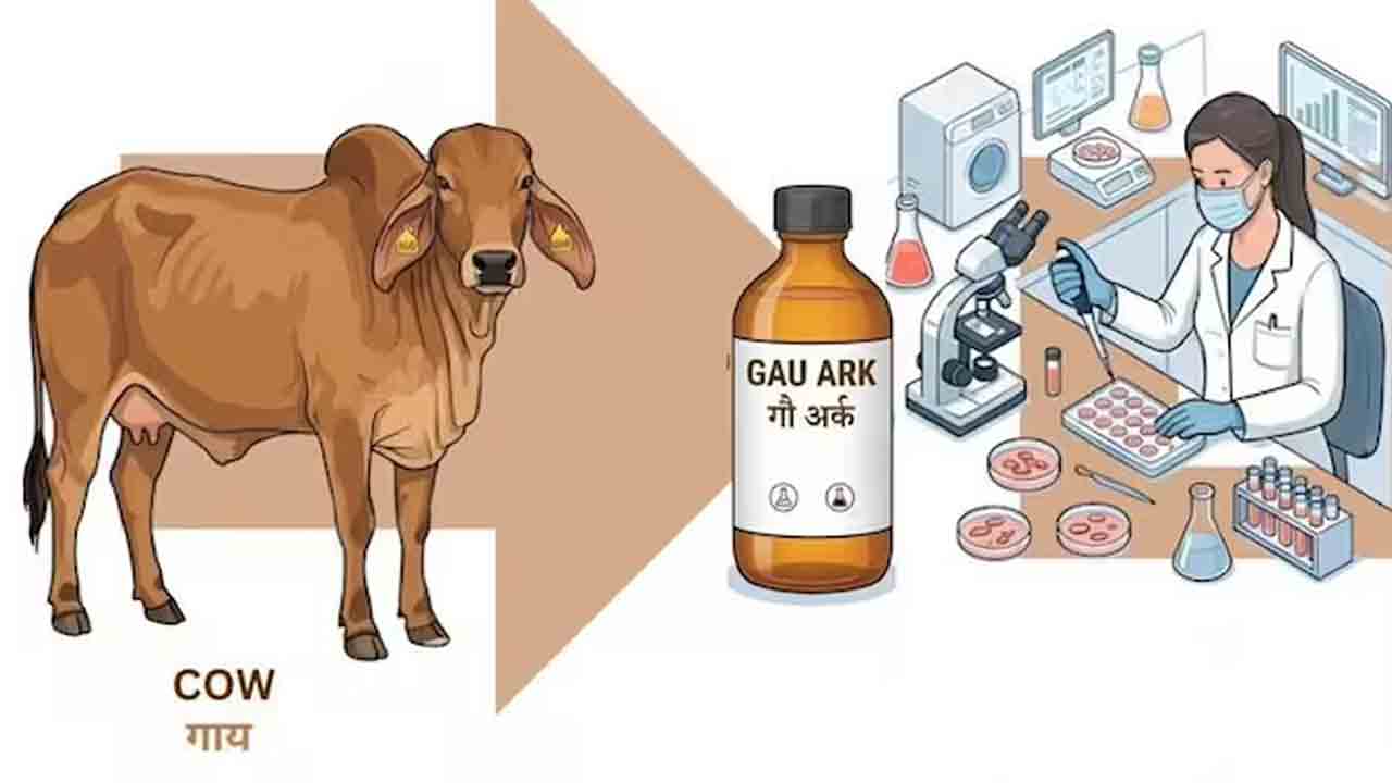 గోమూత్రంతో చికున్‌గున్యాకు చెక్‌!