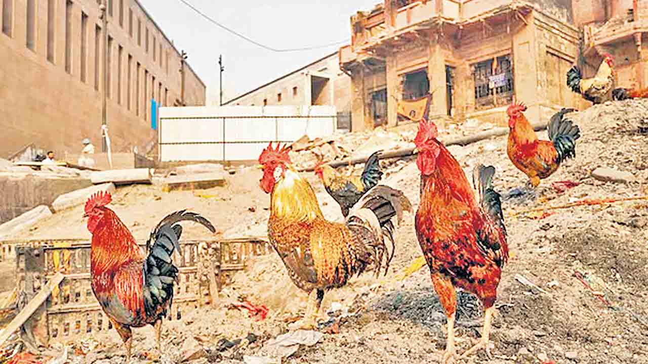 శాకాహార నగరంగా వారణాసి!